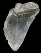 Partial, Serrated, Megalodon Tooth #46140-1